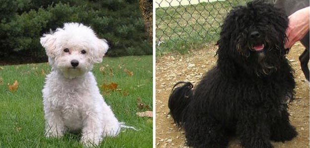 Poodle Mixes6