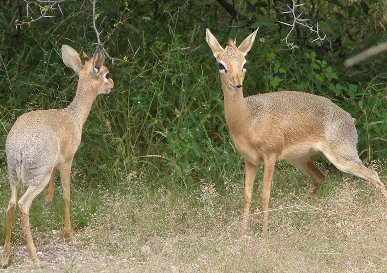 dikdik