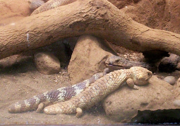 shingleback-skinks