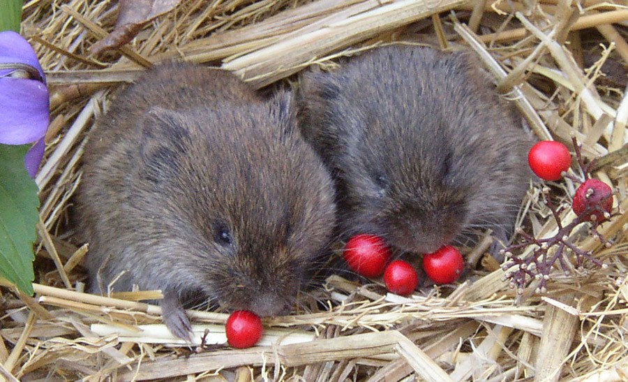 prairie-voles