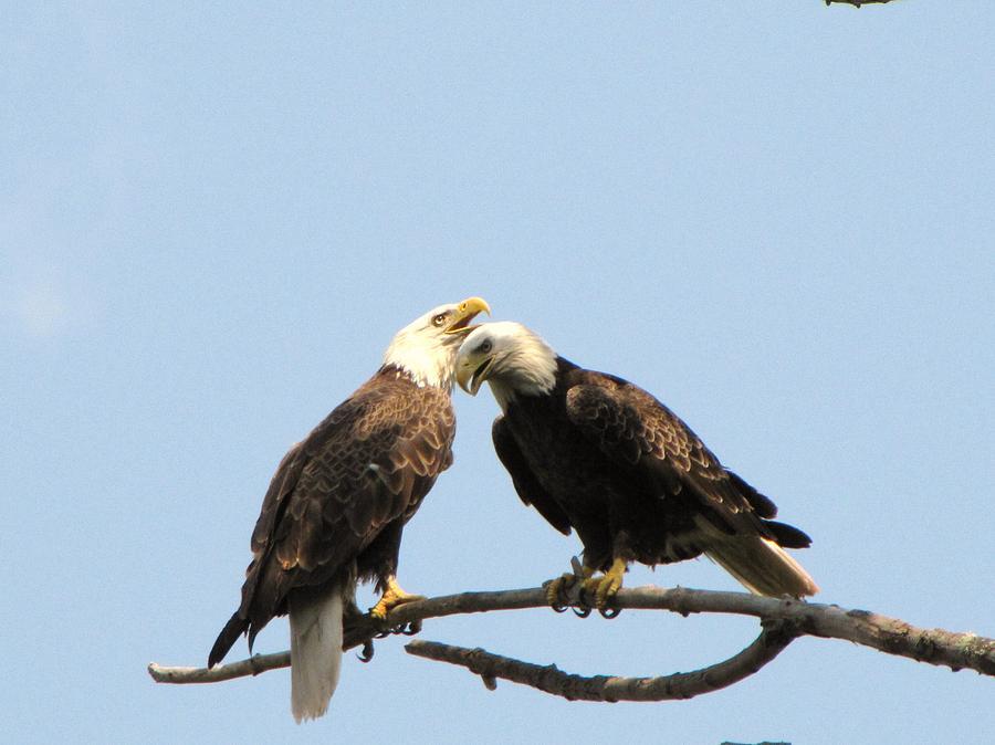 pair-of-american-bald-eagles-mitch-spillane