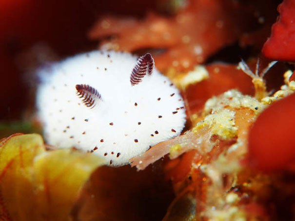 cute-bunny-sea-slug-jorunna-parva-1