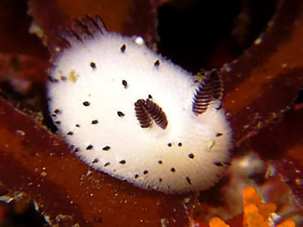 cute-bunny-sea-slug-jorunna-parva-11