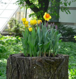 tree-stump-flower-garden-23__605