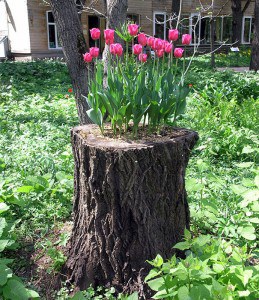 tree-stump-flower-garden-9__605