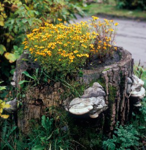 tree-stump-flower-garden-7__605