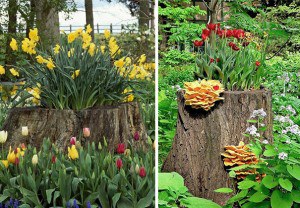 tree-stump-flower-garden-20__605