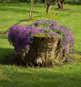 tree-stump-flower-garden-36__605