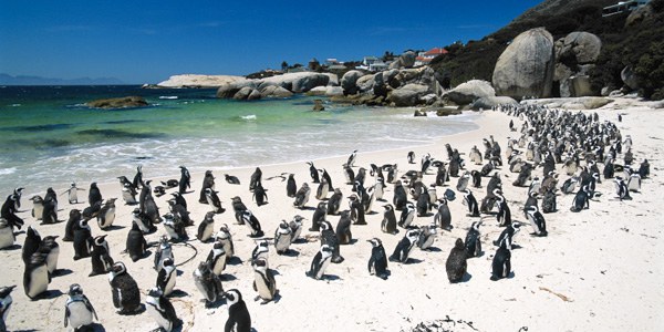 ชายหาดแพนกวินว่ายน้ำ Boulders beach - South Africa