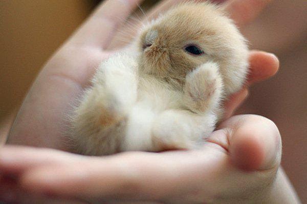 น่ารัก...สัตว์ตัวเล็กๆบนนิ้วมือ ความน่ารักแบบมินิในธรรมชาติ