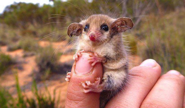น่ารัก...สัตว์ตัวเล็กๆบนนิ้วมือ ความน่ารักแบบมินิในธรรมชาติ