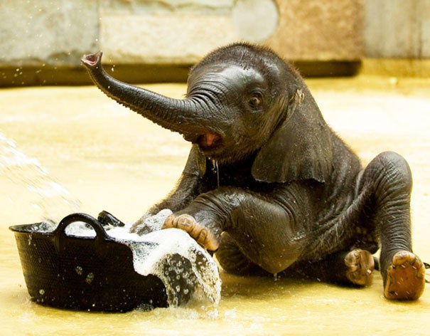 XX-animals-that-enjoys-taking-a-bath-3__605