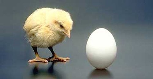 นักวิทยาศาสตร์แก้ปัญหาโลกแตกได้แล้ว ไก่กับไข่อะไรเกิดก่อนกัน?