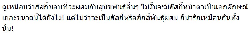 เมื่อฮัทกี้ผสมกับสุนัขพันธุ์อื่นๆอีก 8 สายพันธุ์ ลูกๆของพวกมันก็น่ารักมากๆเลย!