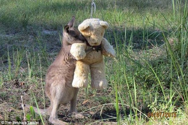 An image of an orphaned kangaroo cuddling up to a teddy bear on a piece of string has taken social media by storm