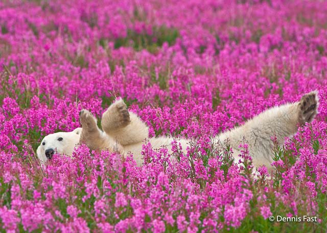 polar-bear-in-flowerfields01