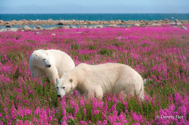 polar-bear-in-flowerfields12