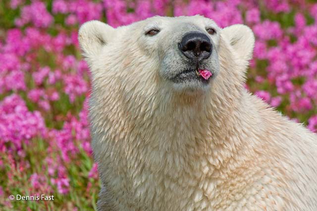 polar-bear-in-flowerfields13