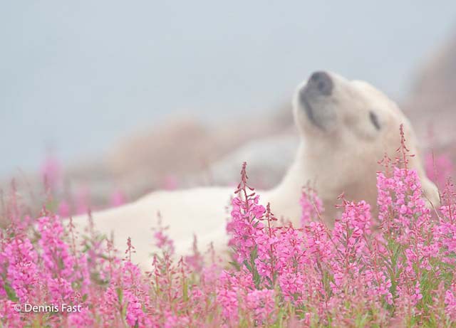polar-bear-in-flowerfields06