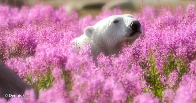 polar-bear-in-flowerfields11