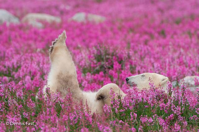polar-bear-in-flowerfields02