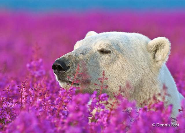 polar-bear-in-flowerfields03