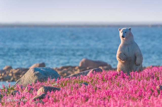 polar-bear-in-flowerfields04