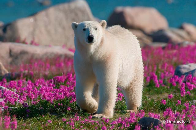 polar-bear-in-flowerfields05