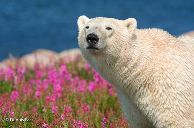 polar-bear-in-flowerfields07