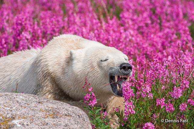 polar-bear-in-flowerfields08