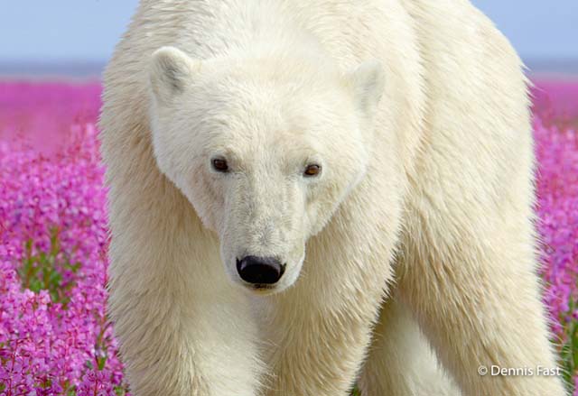 polar-bear-in-flowerfields09