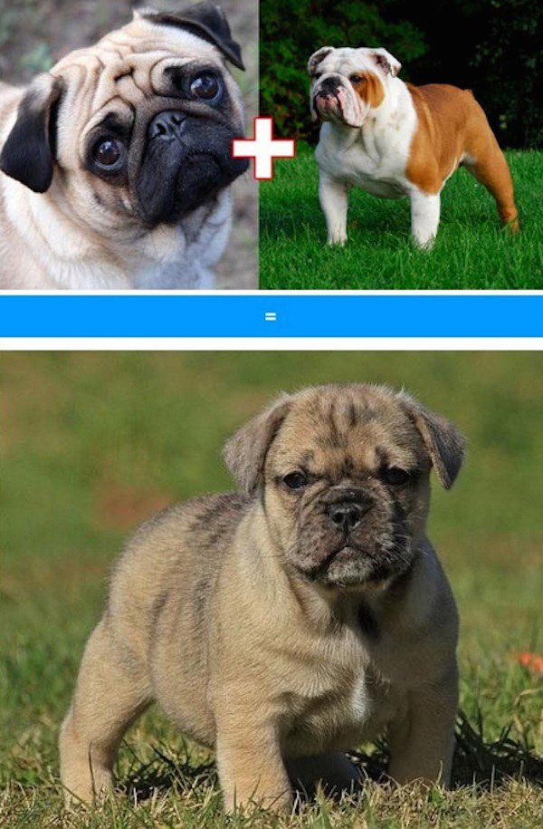 cross-breed-dog (3)