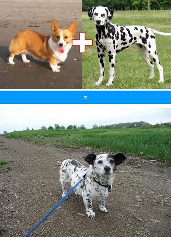 cross-breed-dog (5)