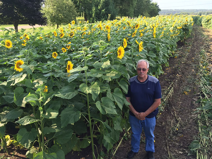 babbettes-seeds-hope-cancer-sunflower-four-miles-16