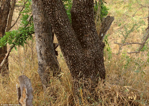 Amazing Animal Camouflage8