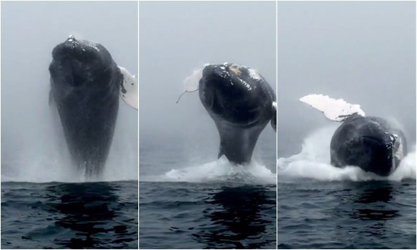 คลิปวาฬโผจากน้ำ