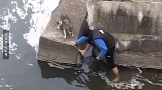 มาดูสิ่งที่ลูกหมาตัวนี้ทำเพื่อขอบคุณผู้มีพระคุณหลังจากมีคนช่วยให้รอดจากการจมน้ำกัน