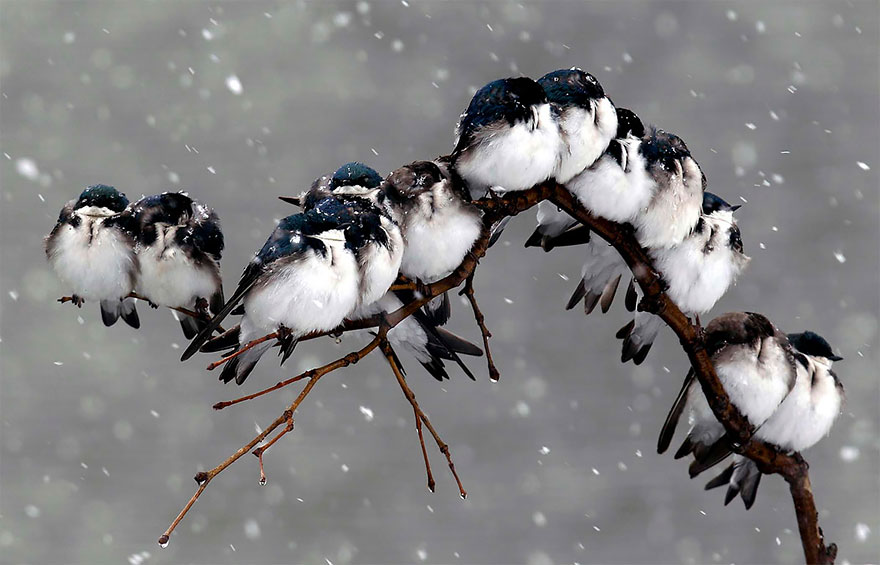 birds-keep-warm-bird-huddles-4__880