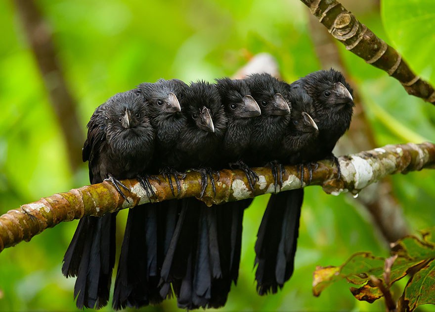 birds-keep-warm-bird-huddles-12__880