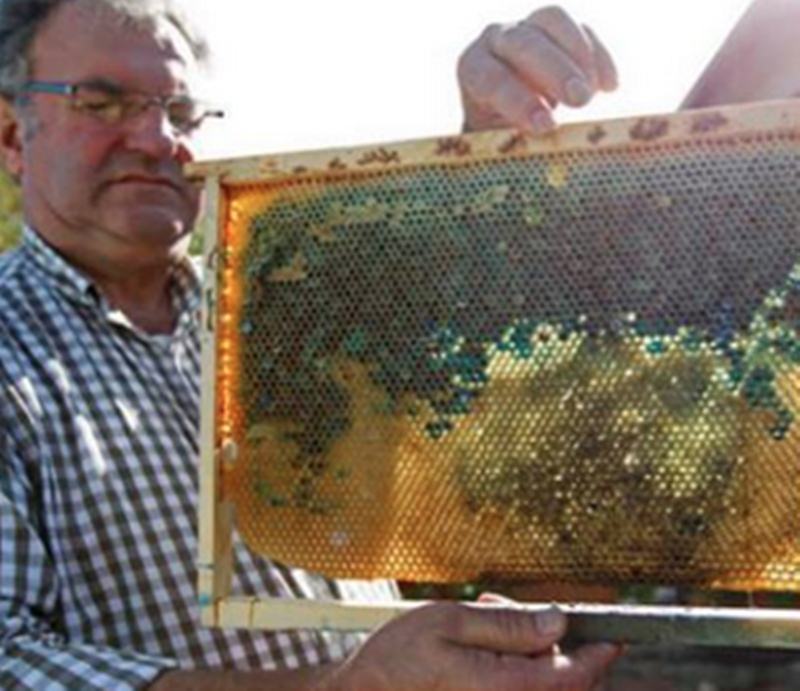 คนเลี้ยงผึ้งถึงกับงง เมื่อ"น้ำผึ้งกลายเป็นสีฟ้า" คาดผึ้งที่เลี้ยงกินกากน้ำตาลของโรงงานช็อกโกแลต M&M