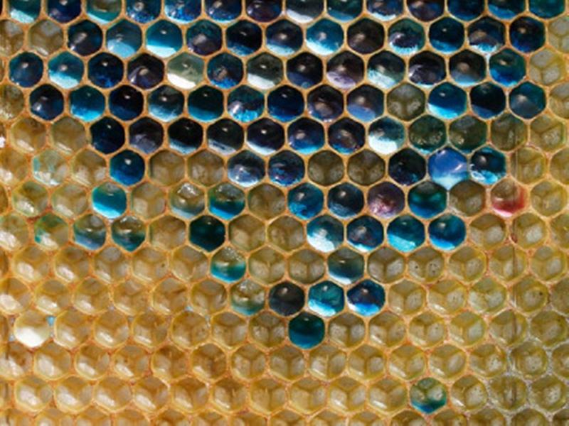 คนเลี้ยงผึ้งถึงกับงง เมื่อ"น้ำผึ้งกลายเป็นสีฟ้า" คาดผึ้งที่เลี้ยงกินกากน้ำตาลของโรงงานช็อกโกแลต M&M