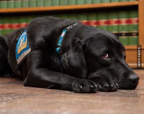 แปลกแต่ดีงาม! ＂หมาปลอบใจประจำศาล＂ช่วยผู้พิพากษาจับคนผิดมาลงโทษได้สำเร็จ