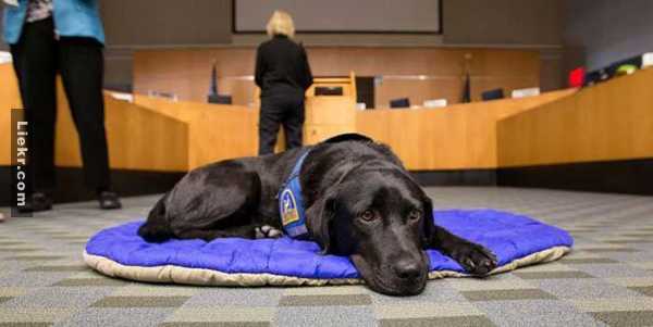 แปลกแต่ดีงาม! ＂หมาปลอบใจประจำศาล＂ช่วยผู้พิพากษาจับคนผิดมาลงโทษได้สำเร็จ