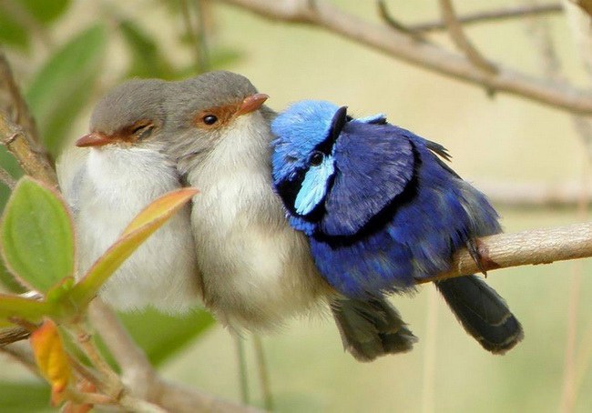 ภาพ“น่ารัก” นก “กอดกัน” ที่เบื้องหลังคือการรักษาชีวิตรอด
