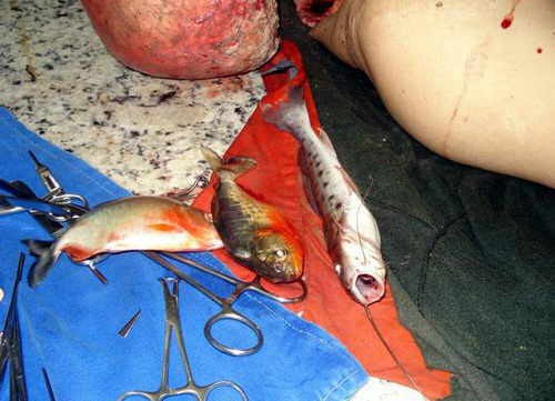 5 อันดับ เหตุการณ์ปลาปิรันย่ากินคนสุดสยอง ที่โลกต้องจารึก