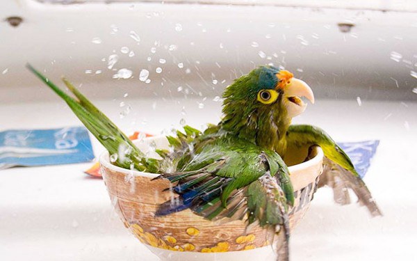 these-cute-animals-enjoying-bath-pics-pictures-images-photos (3)