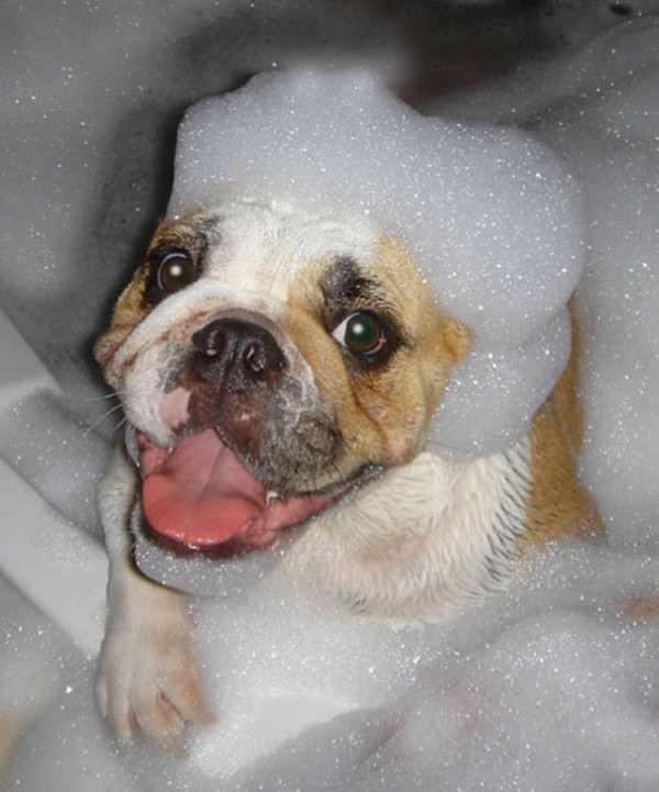 these-cute-animals-enjoying-bath-pics-pictures-images-photos (4)