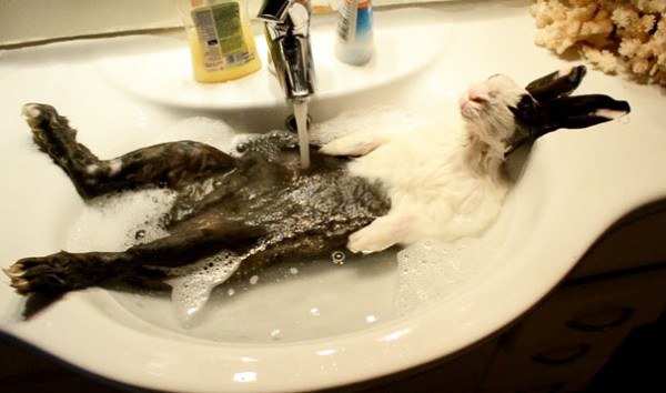 these-cute-animals-enjoying-bath-pics-pictures-images-photos (5)