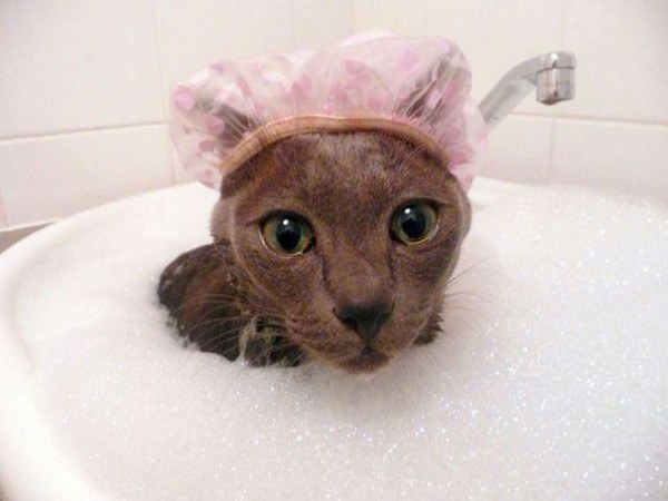 these-cute-animals-enjoying-bath-pics-pictures-images-photos (6)