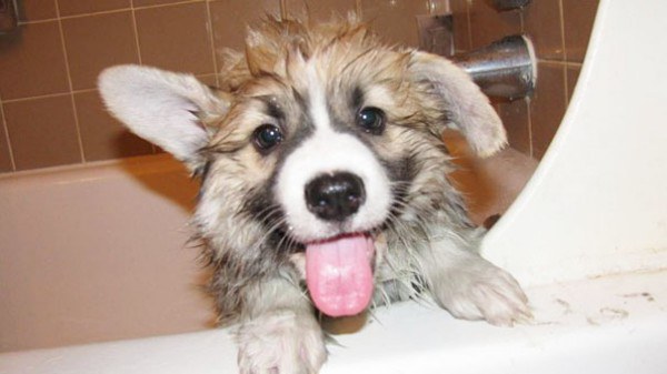 these-cute-animals-enjoying-bath-pics-pictures-images-photos (7)